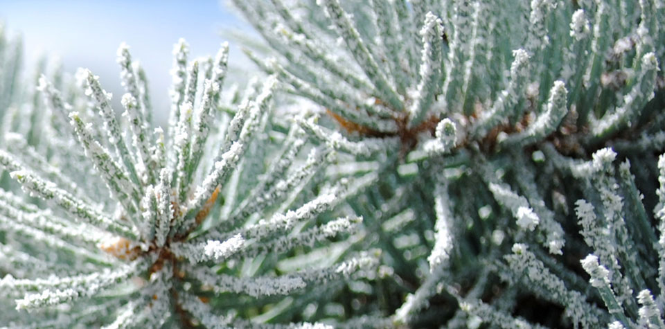 Get to Know Our Snow